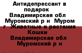 Антидепрессант в подарок! - Владимирская обл., Муромский р-н, Муром г. Животные и растения » Кошки   . Владимирская обл.,Муромский р-н